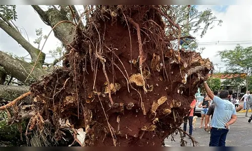 
						
							Vídeo mostra queda de árvore em frente a cemitério de Apucarana; veja
						
						