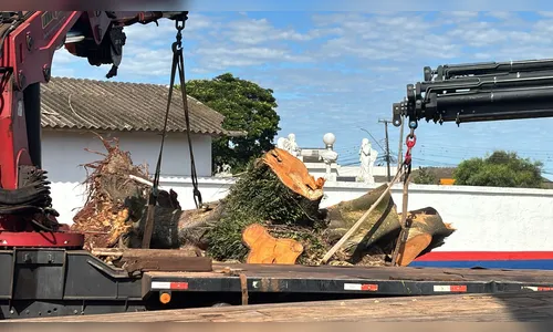 
						
							Moradora replanta árvore histórica que caiu em Apucarana
						
						