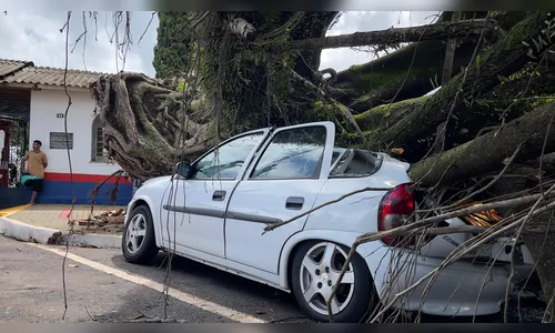 
						
							Árvore em frente ao Cemitério Cristo Rei cai sobre carros em Apucarana
						
						