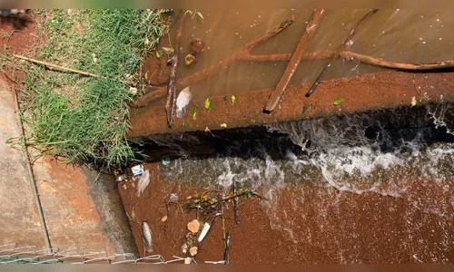 
						
							Meio Ambiente explica morte de peixes no Lago Jaboti em Apucarana
						
						