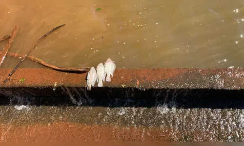 
						
							Meio Ambiente explica morte de peixes no Lago Jaboti em Apucarana
						
						