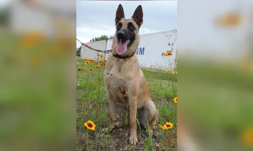 
						
							Polícia Científica do PR ganha primeiro mascote da corporação; veja
						
						