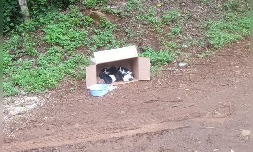 
						
							Cemsa investiga abandono de animais em estrada de Apucarana
						
						