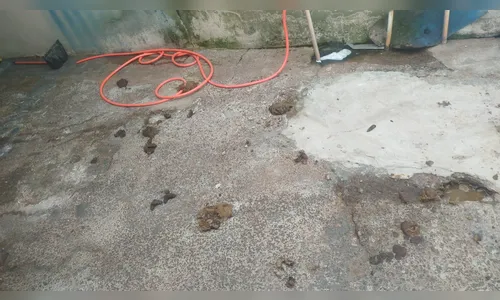 
							Pitbulls resgatados em Arapongas comiam fezes e vômito, afirma polícia
						
						