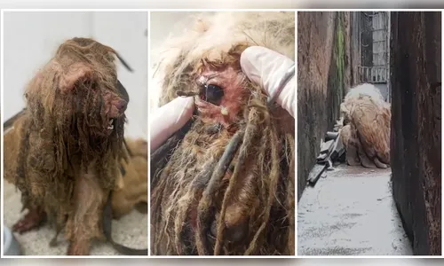 
						
							Veja como ficou cachorro resgatado com 3 kg de sujeira após tratamento
						
						