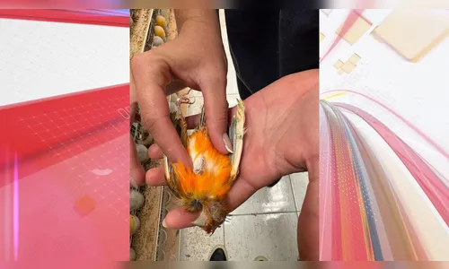 
						
							Operação descobre cativeiro com mais de 5 mil aves em Arapongas; vídeo
						
						