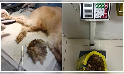 
						
							Veja como ficou cachorro resgatado com 3 kg de sujeira após tratamento
						
						