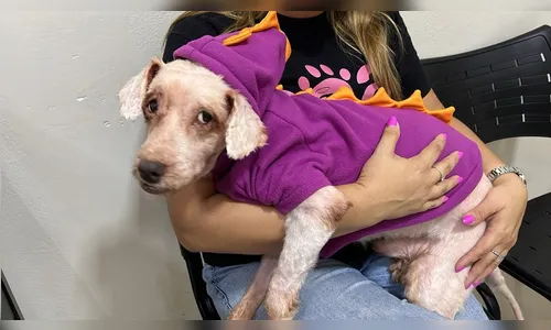 
						
							Veja como ficou cachorro resgatado com 3 kg de sujeira após tratamento
						
						