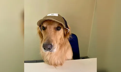 
						
							Morte de cachorro famoso em Apucarana gera comoção
						
						