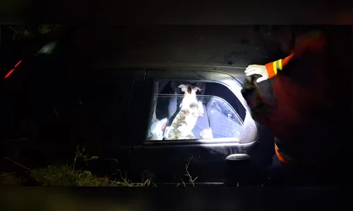 
Carro com Pitbull e 10 kg de peixe se envolve em acidente em Apucarana
