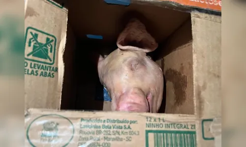 
						
							Morador recebe cabeça de porco por 
