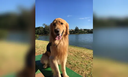 
						
							Morte de cachorro famoso em Apucarana gera comoção
						
						