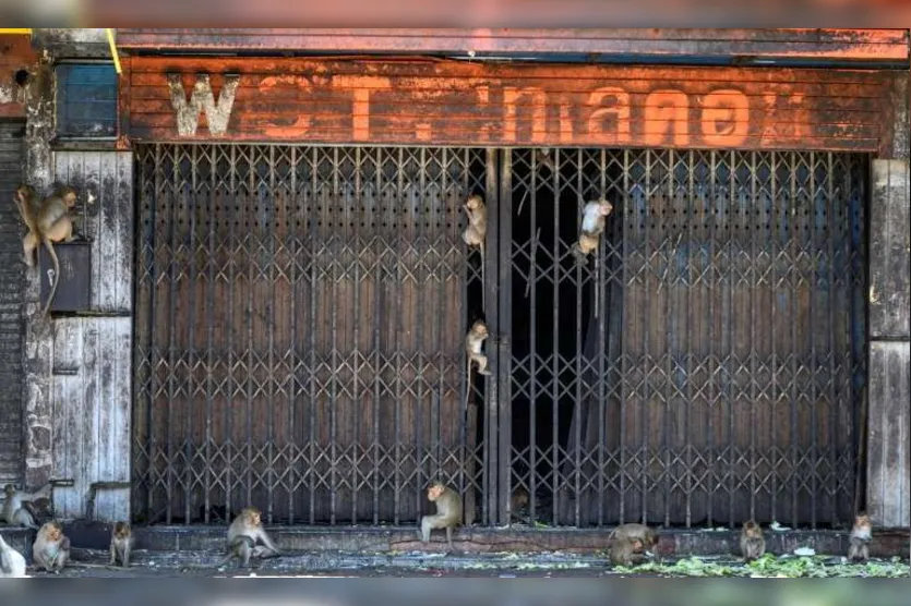 Tailândia tenta recuperar o controle da 'Cidade dos Macacos'
