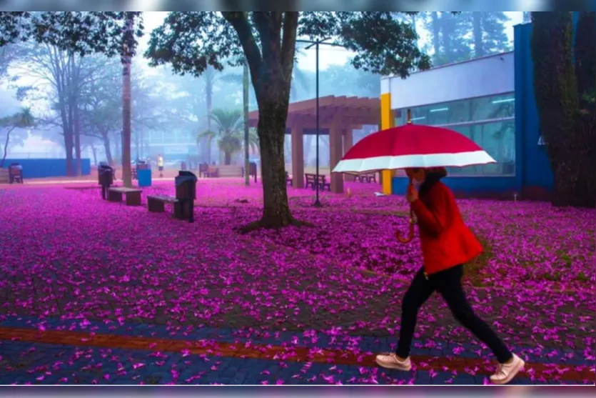 Centro da cidade de Arapongas recebe 'Chuva de flores'