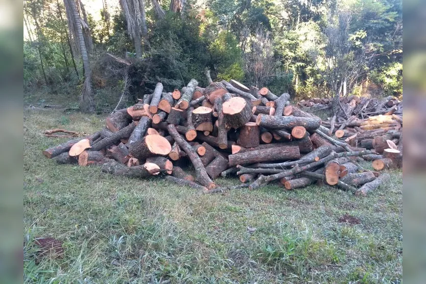 Empresário de Apucarana é multado após flagrante de corte ilegal de madeira