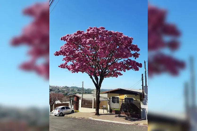 Florada destaca ipês na paisagem urbana de Apucarana