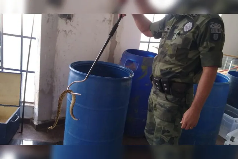 PM Ambiental encontra mais de 150 cobras dentro de uma casa em Mandaguari