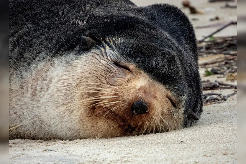 Lobo-marinho é flagrado descansando no litoral do Paraná
