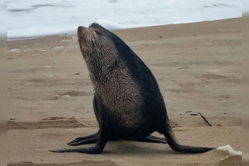 Lobo-marinho é flagrado descansando no litoral do Paraná