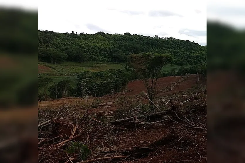 Apucaranense é multado em R$47 mil por destruir vegetação