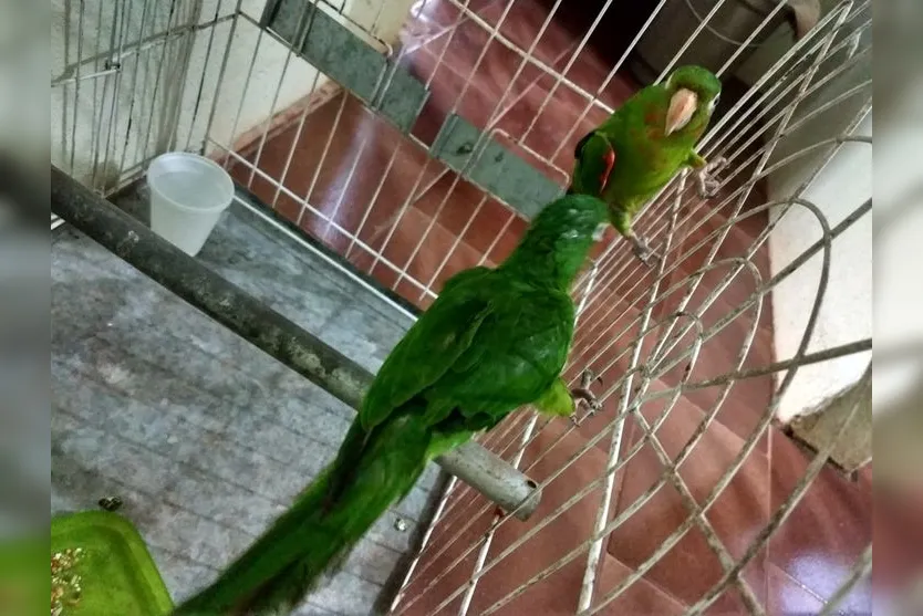 Morador de Apucarana é multado em R$ 6 mil por mutilação de aves silvestres