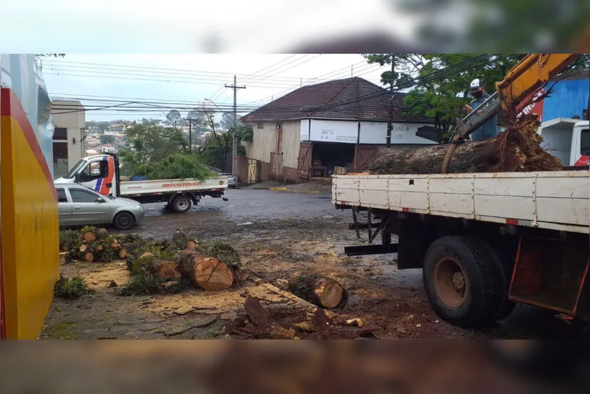 Prefeitura e bombeiros retiram árvore que caiu em Apucarana