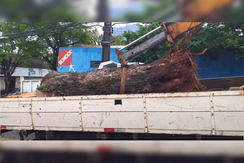Prefeitura e bombeiros retiram árvore que caiu em Apucarana