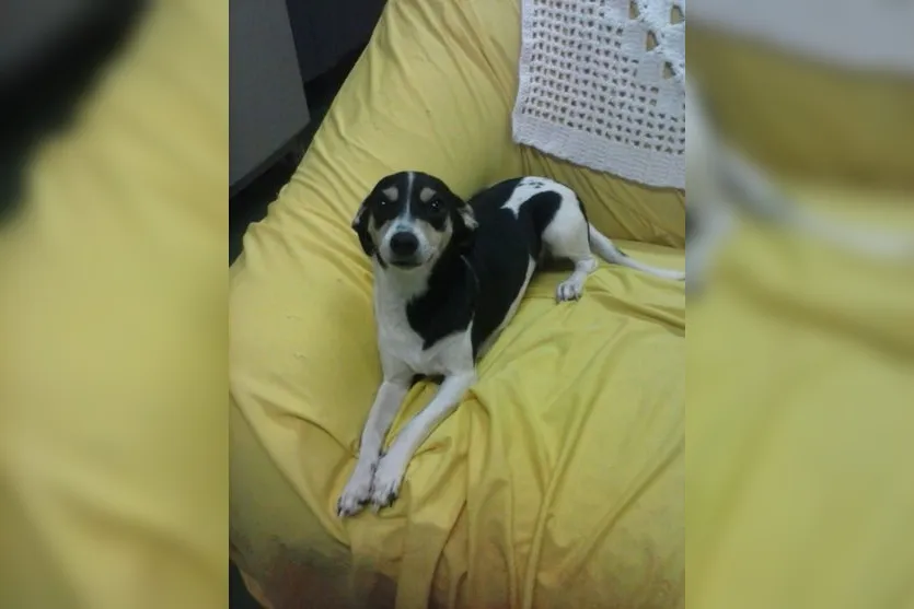 Moradora pede ajuda para encontrar cachorrinha desaparecida em Apucarana