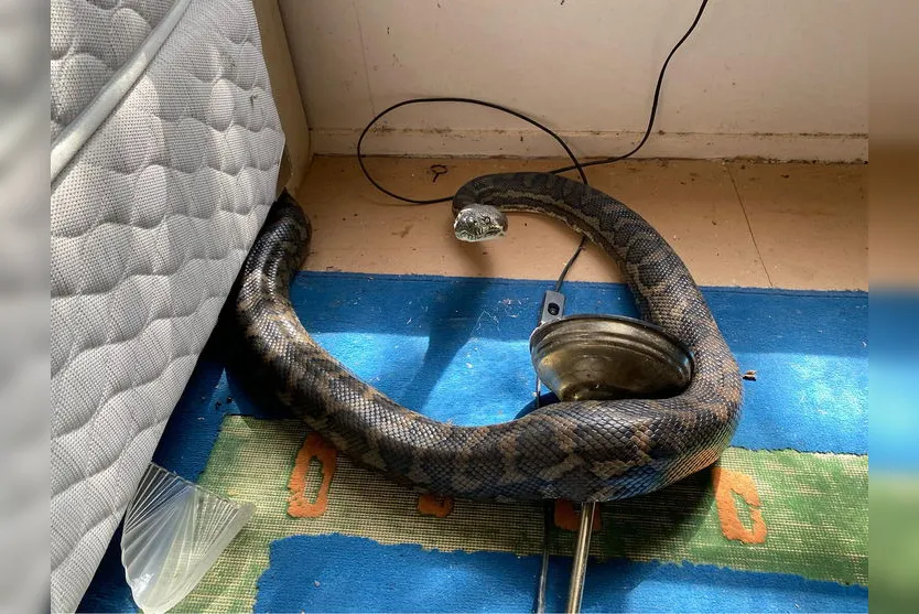 Cobras de quase três metros caem do forro de uma residência