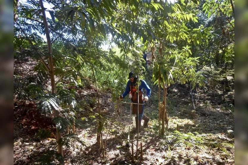 Sanepar está plantando 45 mil árvores em unidades do Norte do Estado