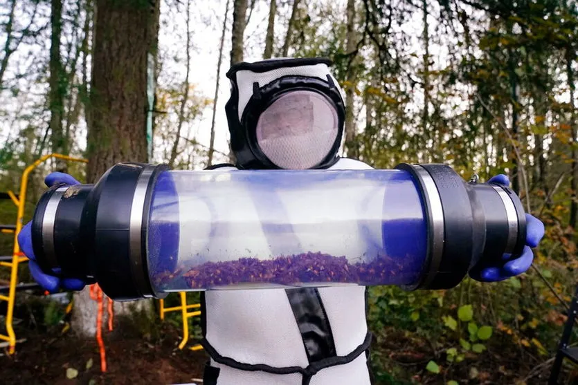 Ninho de 'vespas assassinas' é exterminado por cientistas norte-americanos