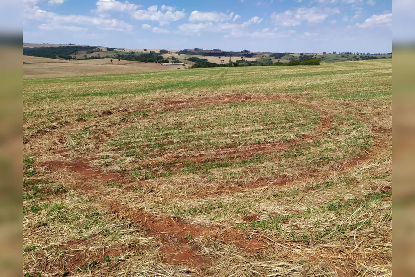 Vandalismo em plantação de soja deixa agricultor indignado; assista