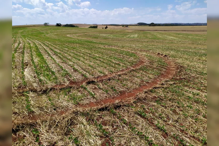 Vandalismo em plantação de soja deixa agricultor indignado; assista
