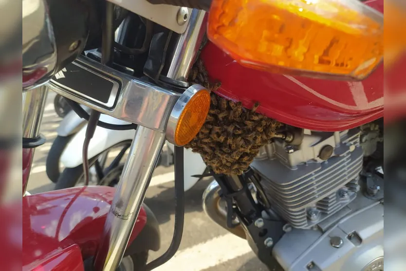 Enxame de abelhas é retirado de moto no centro de Apucarana; assista