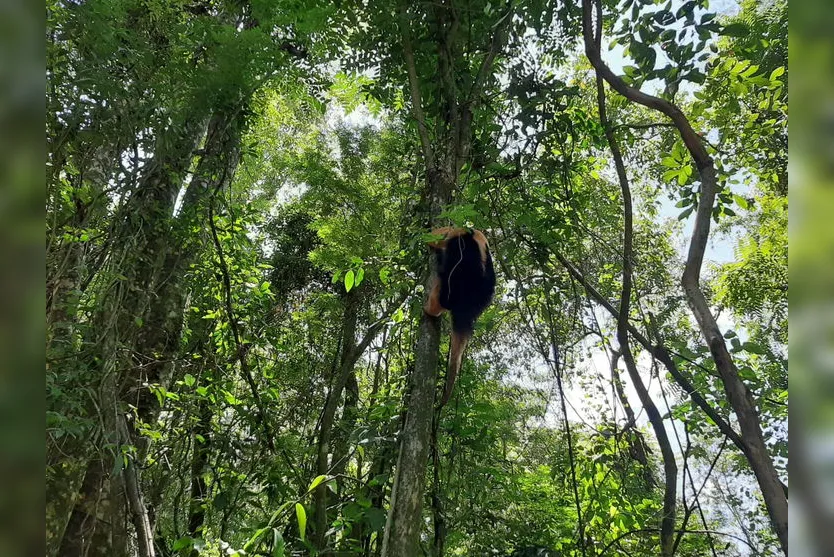 Sema resgata tamanduá em área urbana de Apucarana
