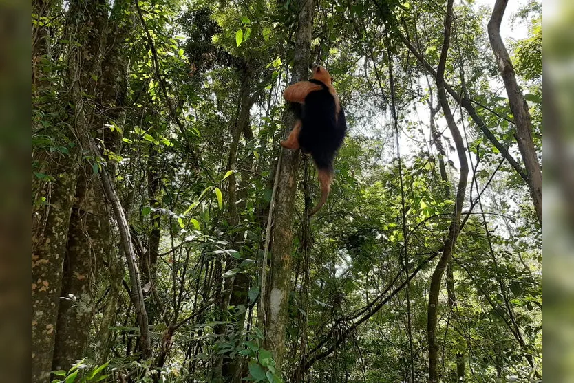 Sema resgata tamanduá em área urbana de Apucarana