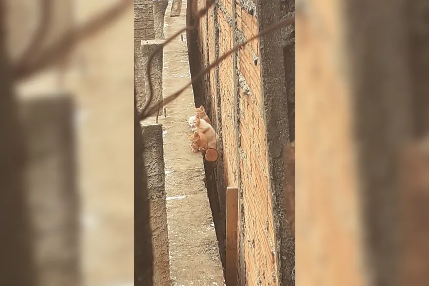 Filhotes de gatos que estavam presos em vão de parede são resgatados