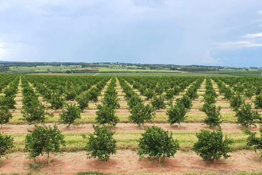 Integração consolida citricultura do Paraná entre as maiores do País