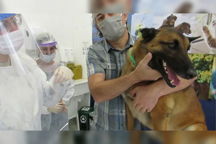 Cães testam positivo para Covid-19 no Paraná; assista