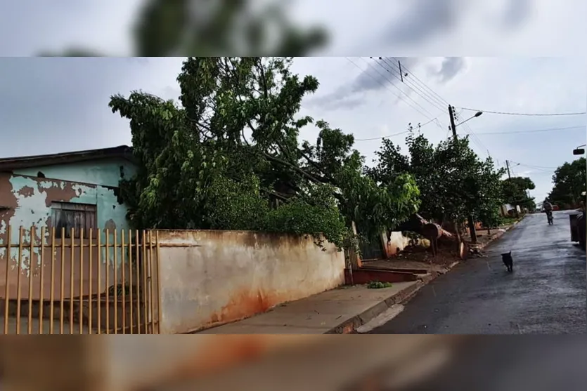 Temporal derruba árvores no perímetro urbano e na zona rural de Kaloré