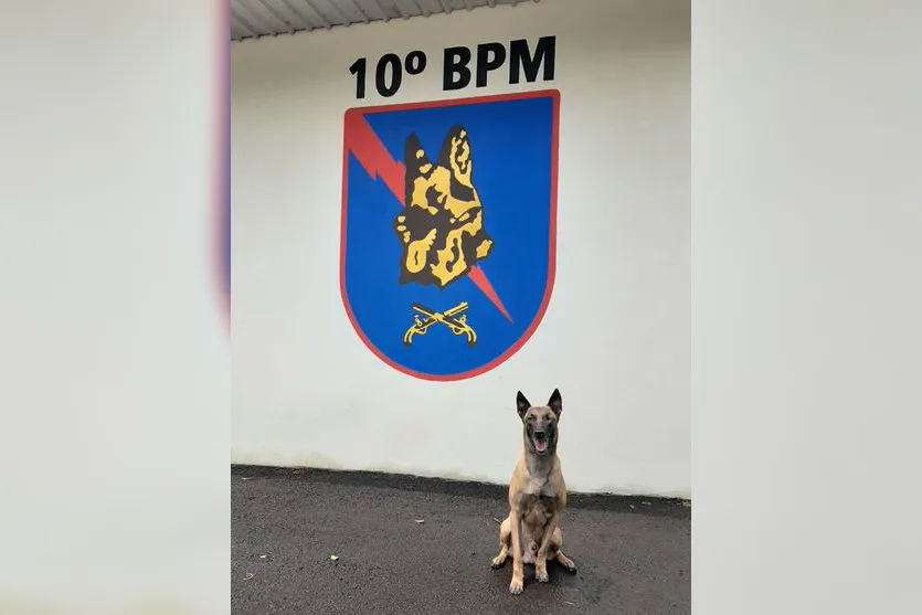 Após 5 anos na ativa, cão militar Aço se aposenta