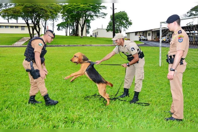 Aniversário de criação do canil setorial do 10º BPM; veja