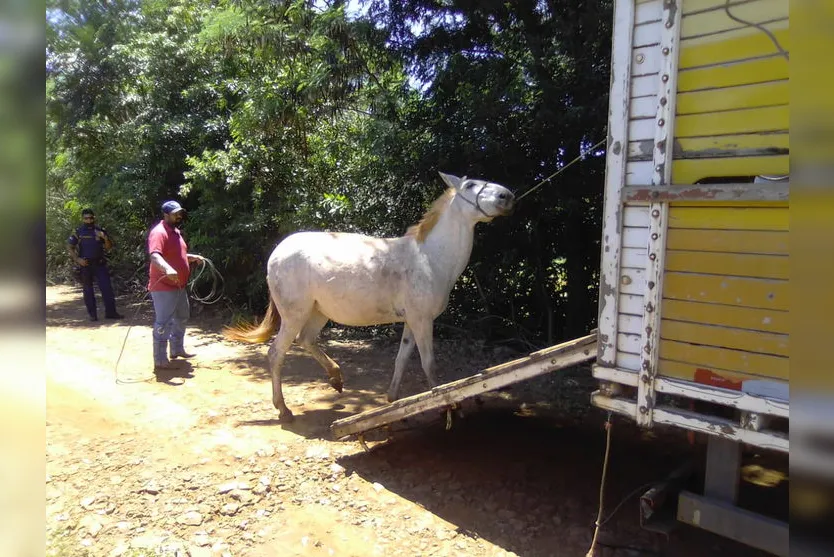 Após denúncias, Guarda Civil Municipal resgata cavalos soltos