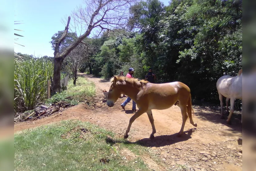 Após denúncias, Guarda Civil Municipal resgata cavalos soltos