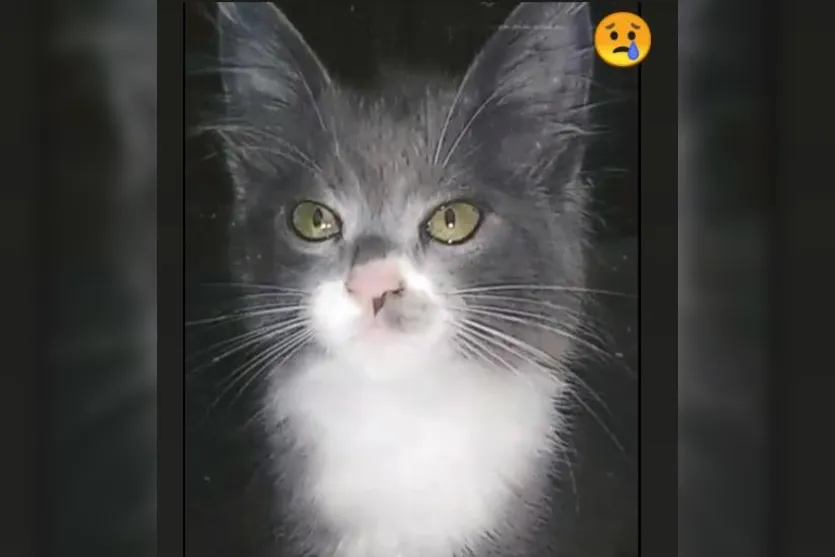 Apucaranense faz apelo para encontrar gata desaparecida