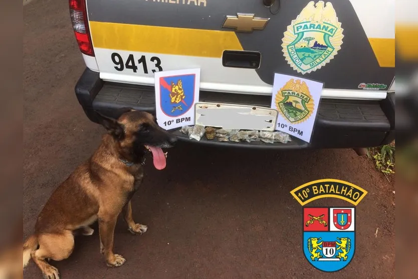 Cão de faro Nino encontra drogas em terreno baldio; homem é preso