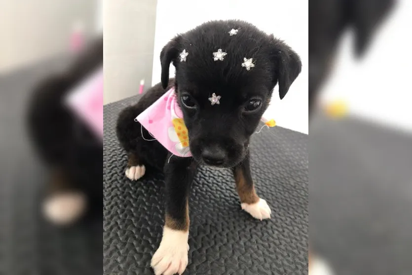 Idoso suspeito de matar cachorro afogado continua preso; veja