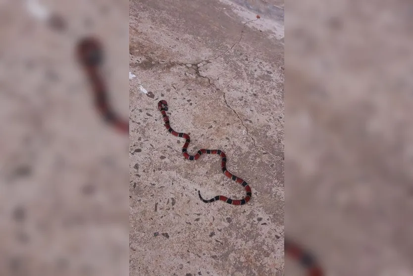 'Invasão' de cobras assusta moradores de Apucarana; vídeo
