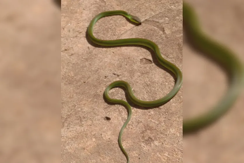 'Invasão' de cobras assusta moradores de Apucarana; vídeo