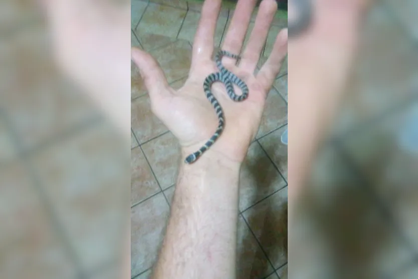 'Invasão' de cobras assusta moradores de Apucarana; vídeo